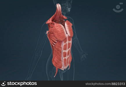 The muscles of the trunk include those that move the vertebral column, the muscles that form the thoracic and abdominal walls, and those that cover the pelvic outlet 3D illustration. Female Trunk muscles are the muscles that cover the trunk