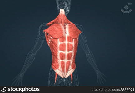 The muscles of the trunk include those that move the vertebral column, the muscles that form the thoracic and abdominal walls, and those that cover the pelvic outlet 3D illustration. Male Trunk muscles are the muscles that cover the trunk