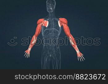 The muscles that move the forearm are located along the humerus, which ...