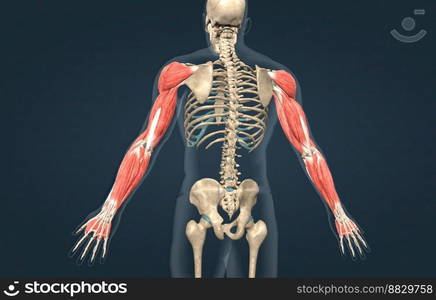 The muscles that move the forearm are located along the humerus, which include the triceps brachii, biceps brachii, brachialis, and brachioradialis 3D illustration. Male the pectoralis major, latissimus dorsi, deltoid, and rotator cuff muscles connect to the humerus and move the arm