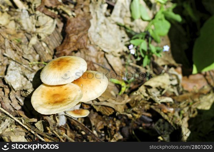 The mushrooms growing in the summer forest