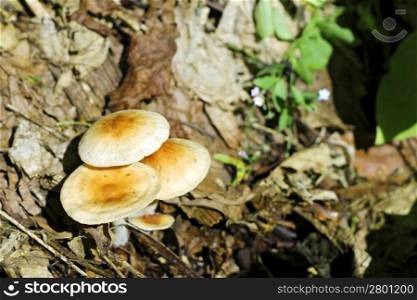 The mushrooms growing in the summer forest