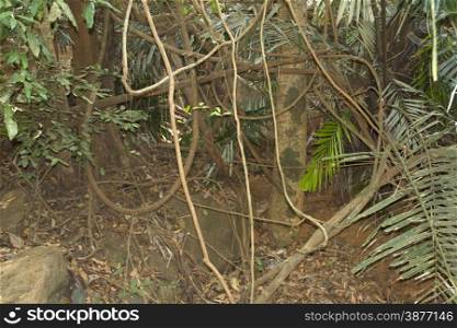 The mysterious jungles of India .Indiya Goa.. The mysterious jungles of India .Indiya Goa