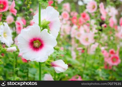 The national flower is the flower Mu Gung Hwa (mugunghwa) or Rose of Sharon.