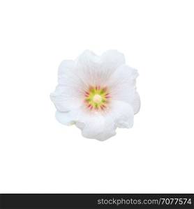 The national flower is the flower Mu Gung Hwa (mugunghwa) or Rose of Sharon. isolated on white background