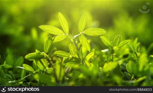 The nature view of green leaf on blurred greenery background in garden with sunbeam in spring.