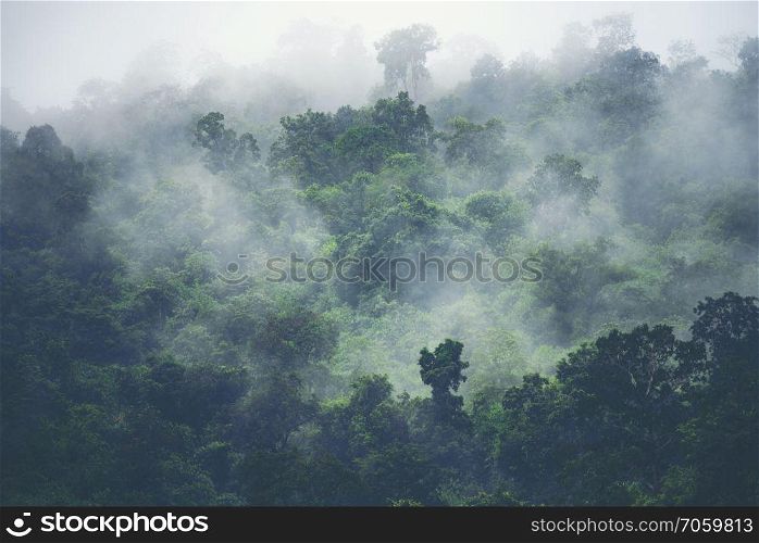 the nature view of tropical forest, vintage filter image