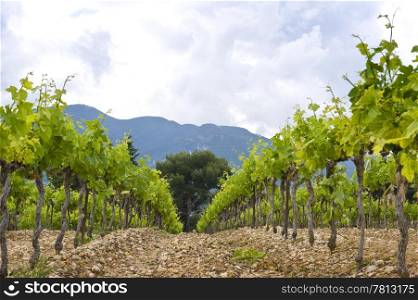 The neatly aligned grape vines in a vineyard in the Cote du Rhone, South of France,