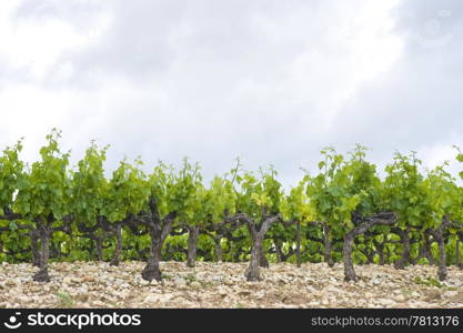 The neatly aligned rows of grape vines in a vineyard in the Cote du Rhone region, France