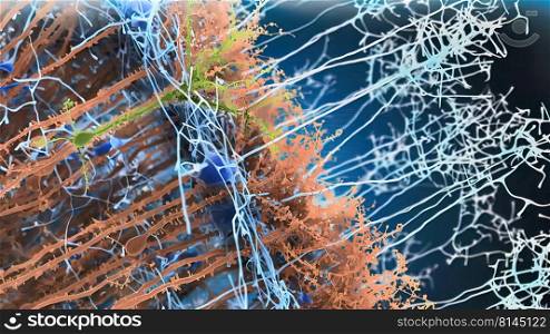 The nervous system is a complex collection of nerves and specialized cells known as neurons that transmit signals between different parts of the body. 3d illustration. Cellular network within the body. Neuron system