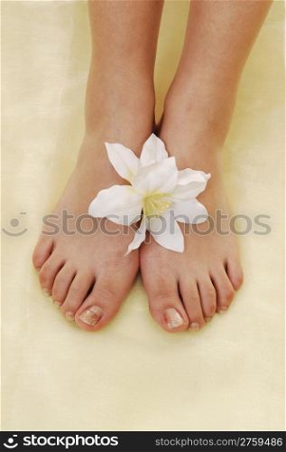 The nice bare feet of a woman on yellow twill with a white lily betweenthe feet.