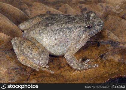 The Northern Frog (Occidozyga borealis), Arunachal Pradesh, India