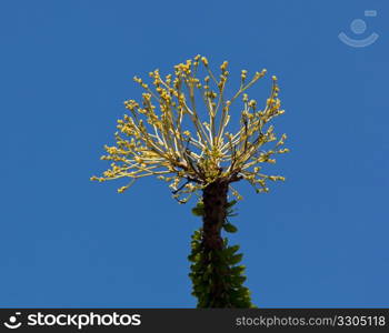 The Ocotillo cactus of Jacob&rsquo;s staff with bright yellow blossoms in spring