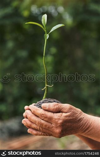 The old hands are planting the seedlings, ecology concept.