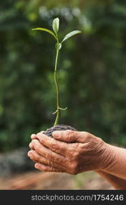 The old hands are planting the seedlings, ecology concept.