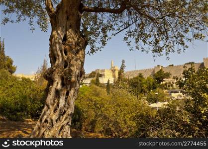 The Old Olive Tree on the Background of the Ancient Walls of Jerusalem