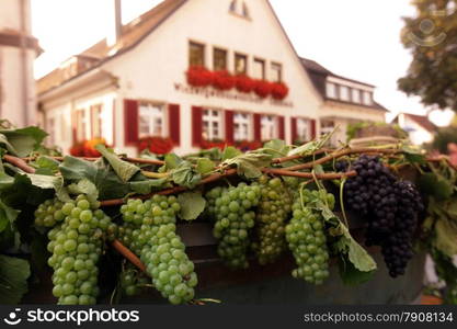 the old town of the villige Sasbach in Kaiserstuhl in the Blackforest in the south of Germany in Europe.. EUROPE GERMANY BLACKFOREST