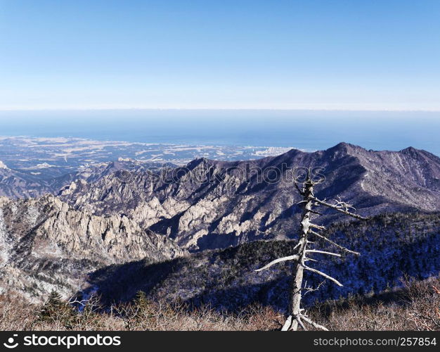 The old tree on the peak and beautiful wiev to mountains Seoraksan. South Korea