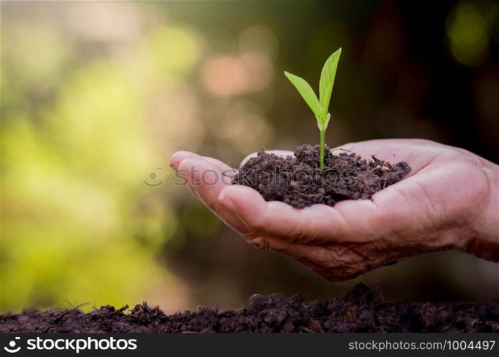 The old woman's hands are planting the seedlings into the soil.