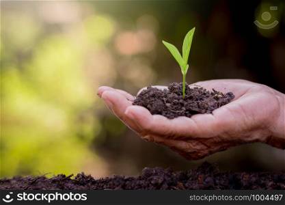 The old woman's hands are planting the seedlings into the soil.