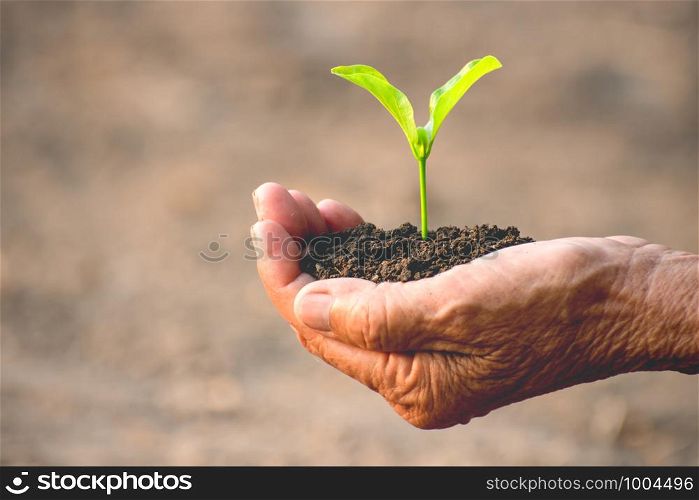The old woman's hands are planting the seedlings into the soil, ecology concept.