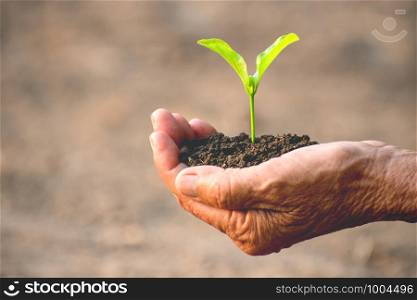 The old woman's hands are planting the seedlings into the soil, ecology concept.
