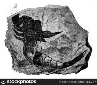 The oldest known land animal. Scorpion fossil found in 1884 in the Silurian, vintage engraved illustration. Earth before man - 1886. 