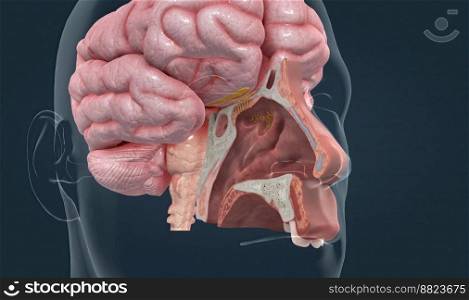 The olfactory bulb of the brain processes information from the olfactory receptors lining the nose 3d illustration. The olfactory bulb of the brain processes information from the olfactory receptors lining the nose.