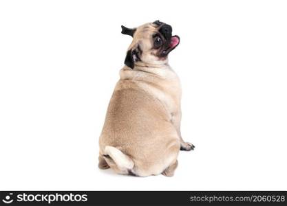 The one pug is a funny dog