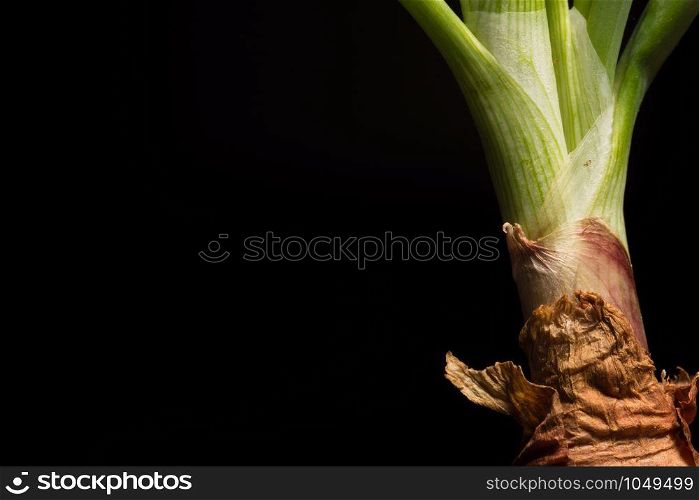 The onion
