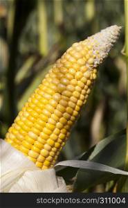 The open green foliage is a yellow but unripe maize cob in an agricultural field. yellow but unripe maize cob