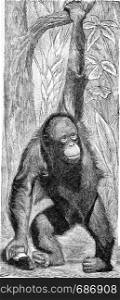 The Orangutan, vintage engraved illustration. From Deutch Vogel Teaching in Zoology.