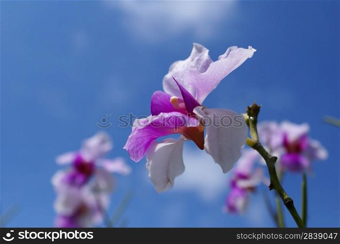The Orchids blooming under a clear bright day.