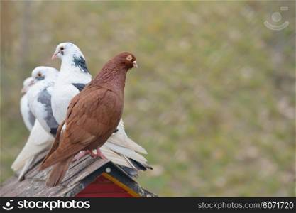 The Oriental Roller pigeon and pigeons