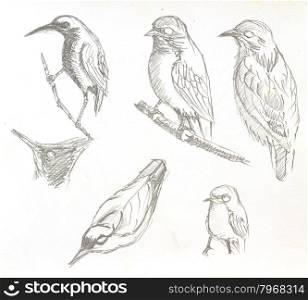 The original drawing of birds on white paper,