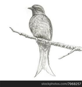 The original drawing of birds on white paper, Ashy Drongo