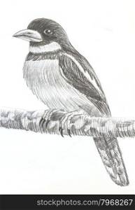 The original drawing of birds on white paper, Black-and-red Broadbill
