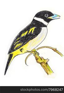 The original drawing of birds on white paper, Black-and-yellow Broadbill