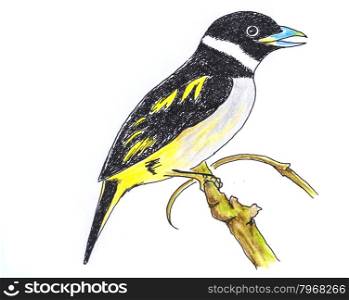 The original drawing of birds on white paper, Black-and-yellow Broadbill