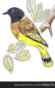 The original drawing of birds on white paper, Black-headed Bulbul