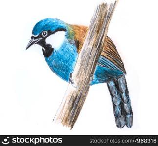 The original drawing of birds on white paper, Black-throated Laughingthrush
