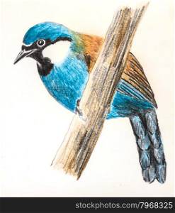 The original drawing of birds on white paper, Black-throated Laughingthrush