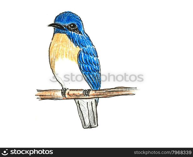The original drawing of birds on white paper,Blue-throated Flycatcher