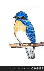 The original drawing of birds on white paper,Blue-throated Flycatcher