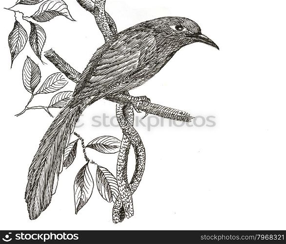 The original drawing of birds on white paper, Green-billed Malkoha