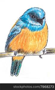 The original drawing of birds on white paper, Orange-bellied Flowerpecker