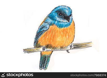The original drawing of birds on white paper, Orange-bellied Flowerpecker