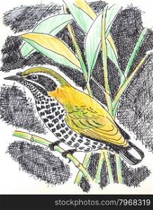 The original drawing of birds on white paper,Speckled Piculet