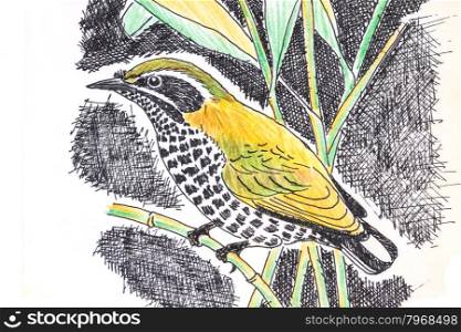 The original drawing of birds on white paper,Speckled Piculet