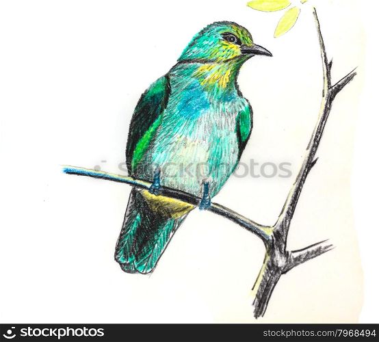 The original drawing of birds on white paper, Stripe-throated Bulbul